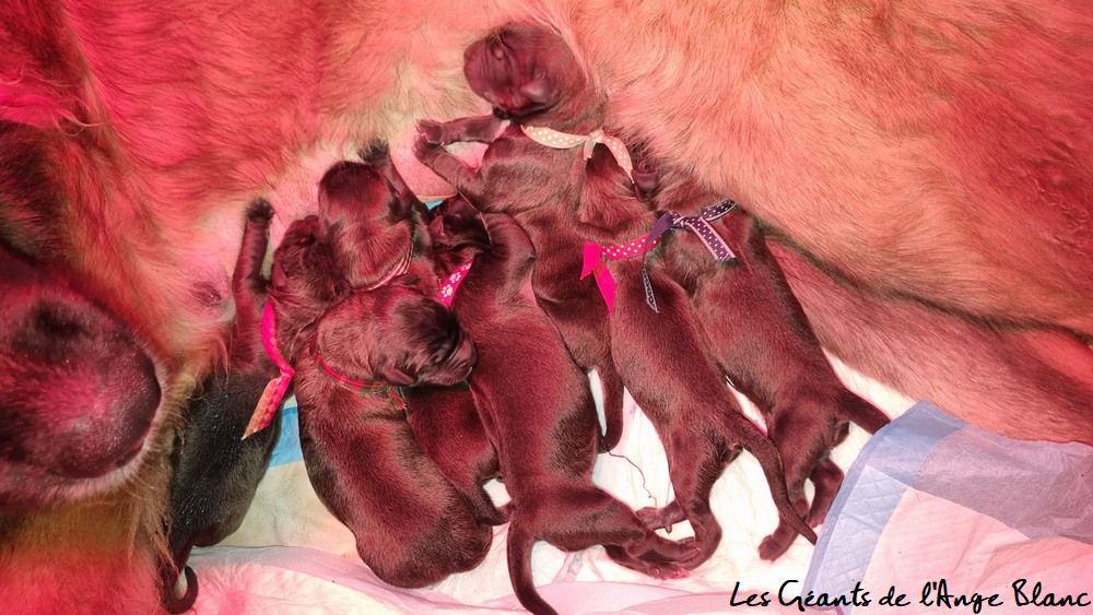 chiot Leonberger des Géants de l'Ange Blanc