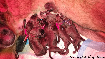 des Géants de l'Ange Blanc - Leonberger - Portée née le 16/11/2024