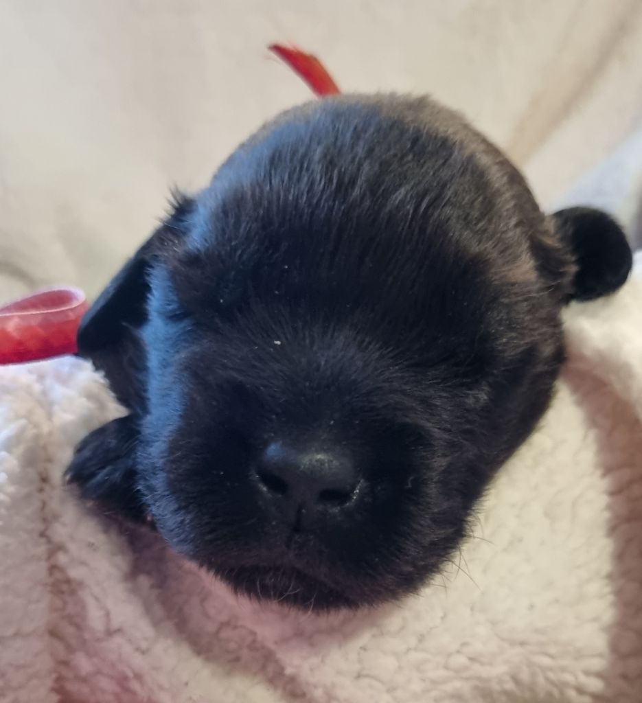 des Géants de l'Ange Blanc - Chiot disponible  - Leonberger