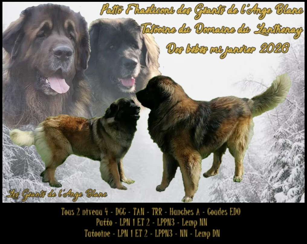 des Géants de l'Ange Blanc - DES BEBES CHEZ LES ANGES BLANCS POUR LE DEBUT DE L'ANNEE 2026