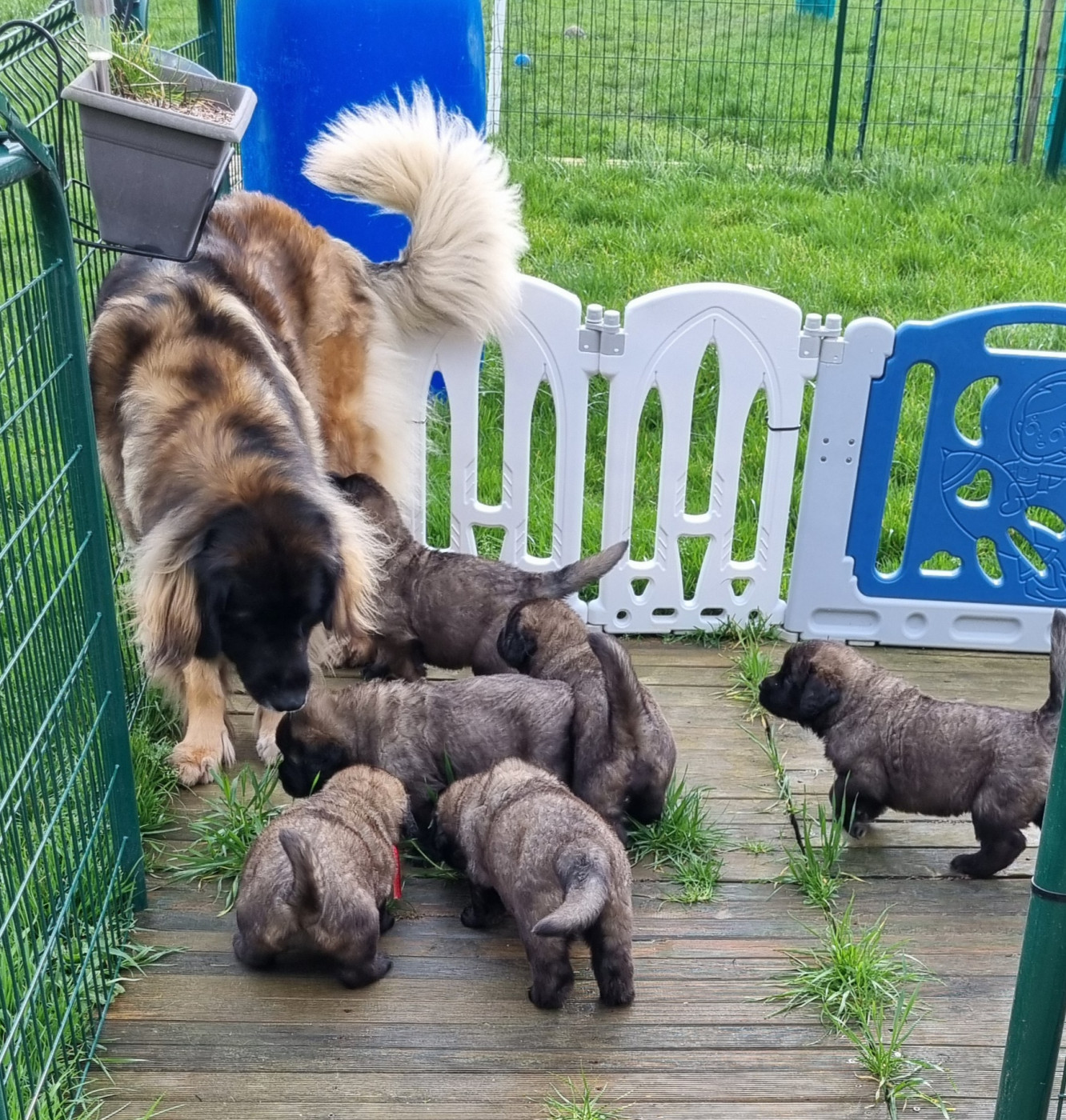 Les bebes de Tatooine et Patto 32 jours