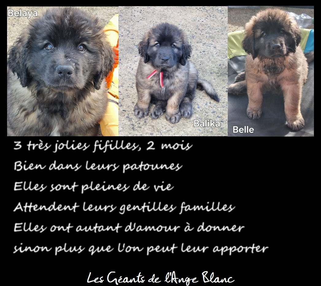 3 jolies fifilles en attente de gentilles familles