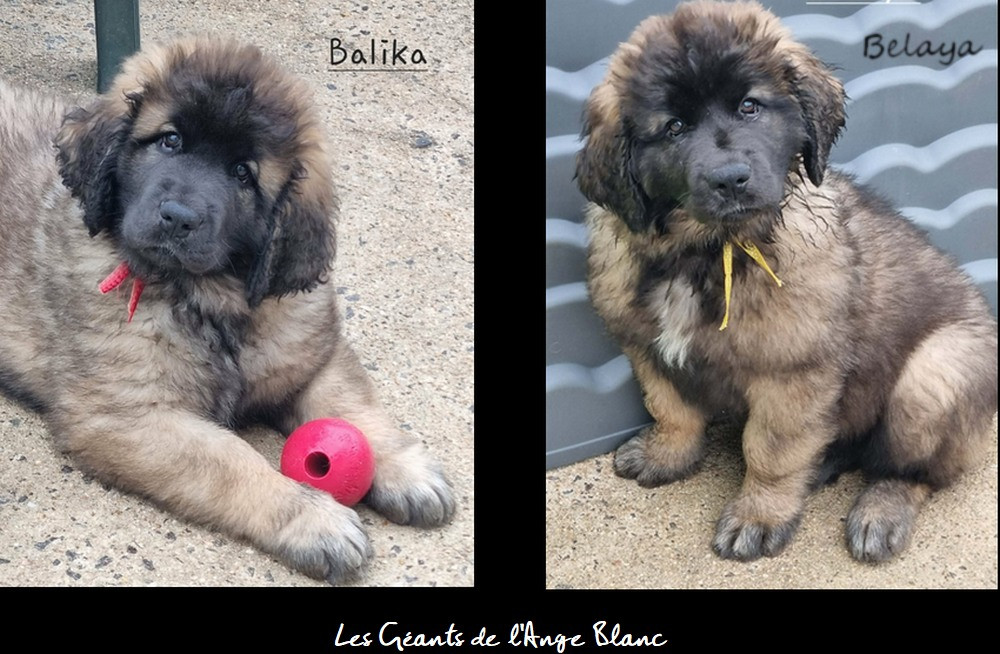 2 jolies fifilles en attente de gentilles familles