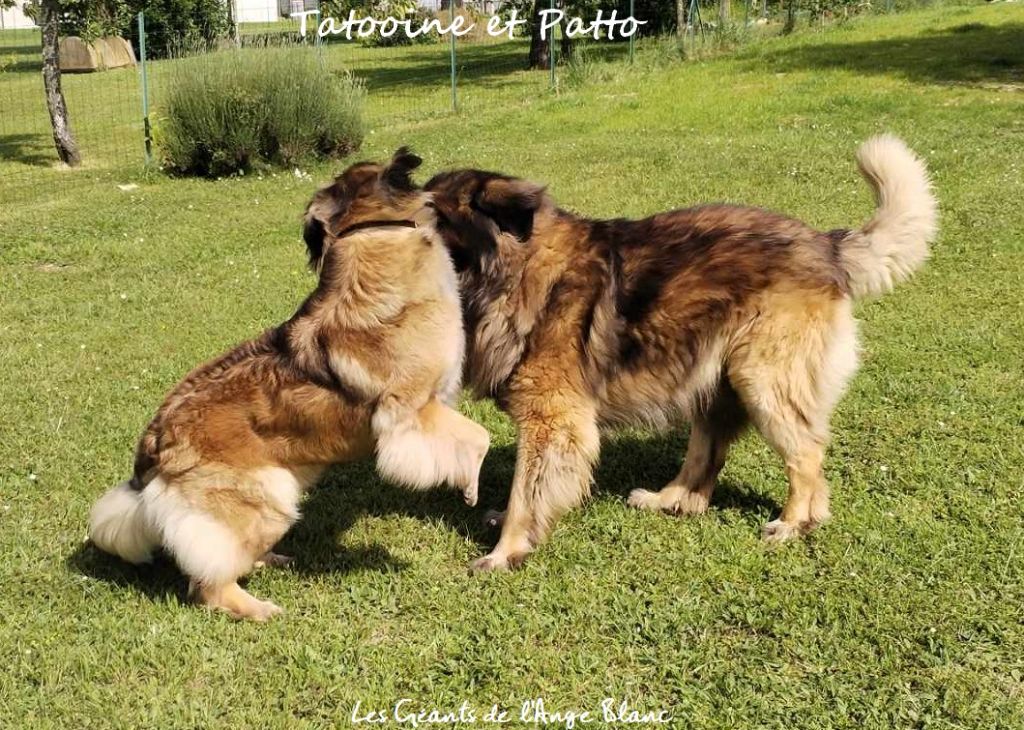 des Géants de l'Ange Blanc - PATTO F'HAELICONI ET TATOOINE DES BEBES POUR MI NOVEMBRE