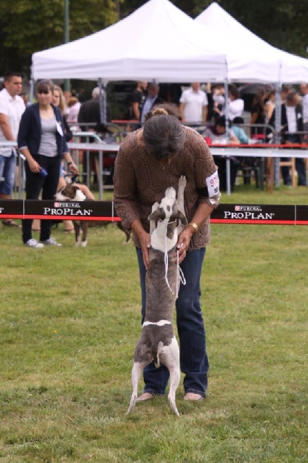 des Géants de l'Ange Blanc - Exposition de Romorantin 31 aout 14