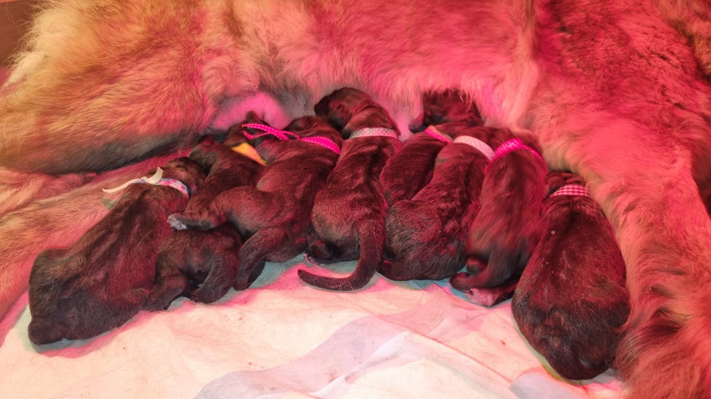 Chiot Leonberger des Géants de l'Ange Blanc