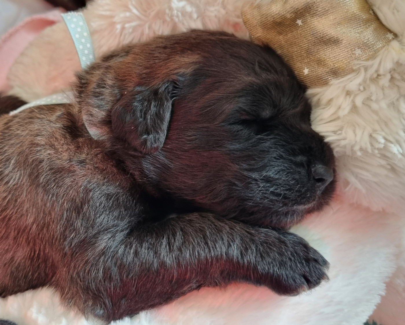 des Géants de l'Ange Blanc - Chiots disponibles - Leonberger