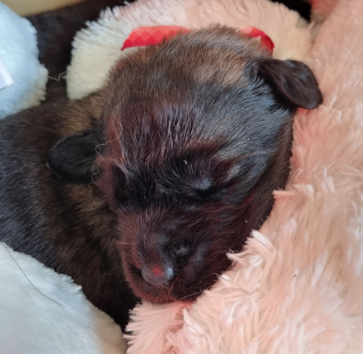 des Géants de l'Ange Blanc - Chiots disponibles - Leonberger