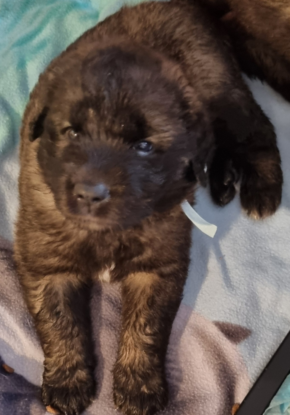 des Géants de l'Ange Blanc - Chiots disponibles - Leonberger