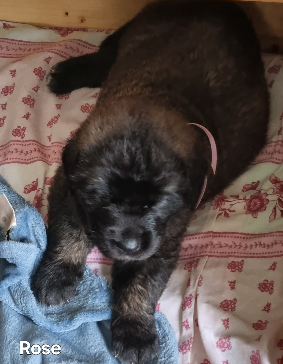 des Géants de l'Ange Blanc - Chiots disponibles - Leonberger