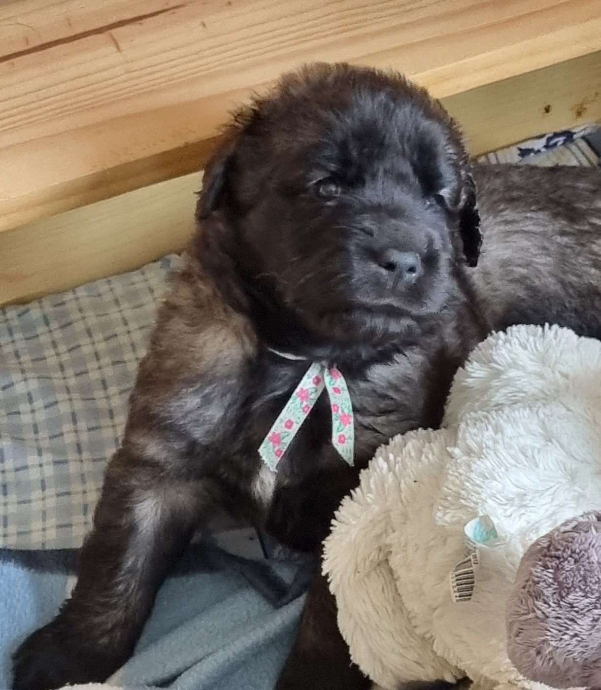 des Géants de l'Ange Blanc - Chiots disponibles - Leonberger