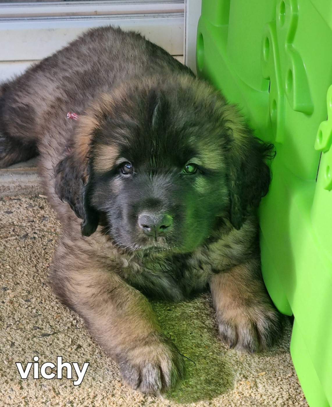 des Géants de l'Ange Blanc - Chiots disponibles - Leonberger