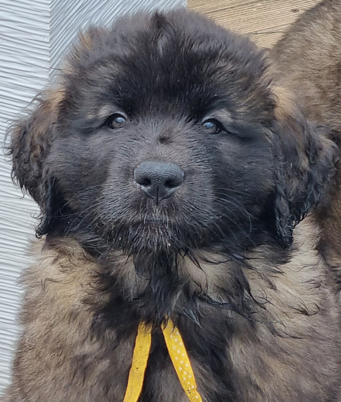 des Géants de l'Ange Blanc - Chiots disponibles - Leonberger