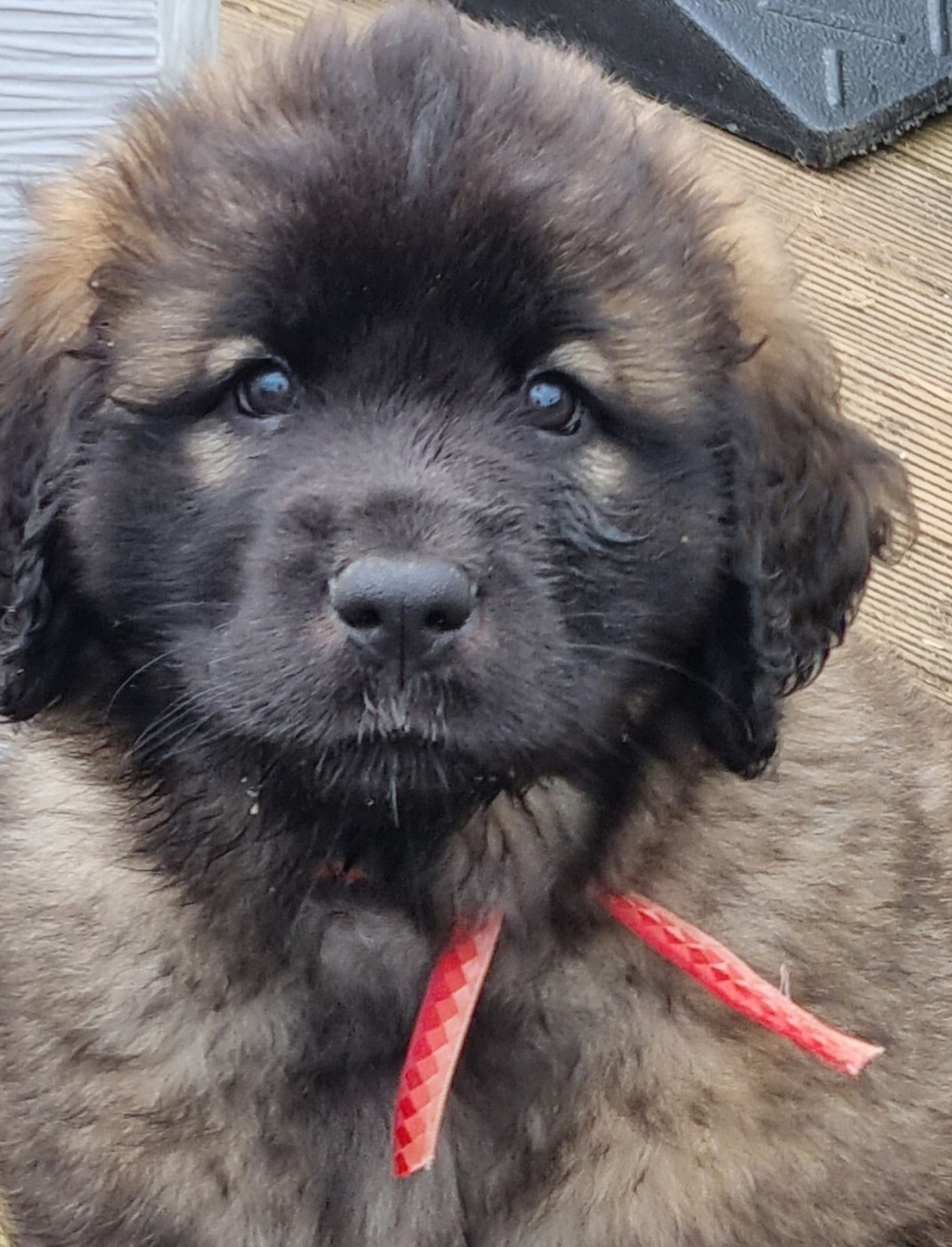 des Géants de l'Ange Blanc - Chiots disponibles - Leonberger