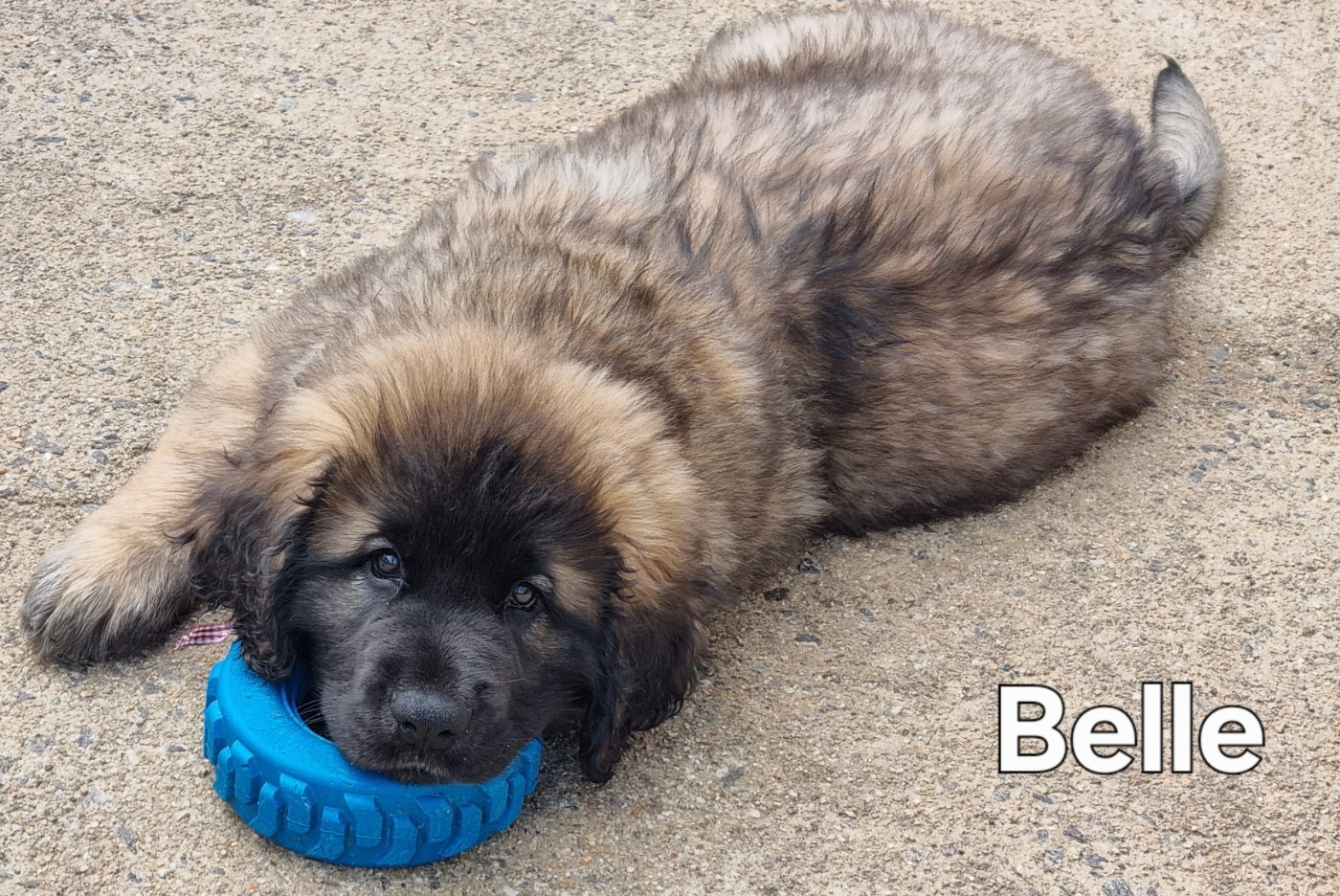 des Géants de l'Ange Blanc - Chiots disponibles - Leonberger