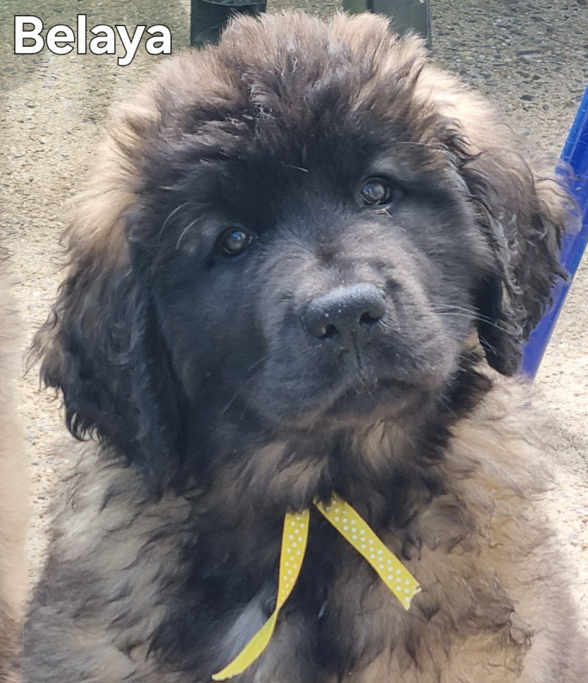 des Géants de l'Ange Blanc - Chiots disponibles - Leonberger