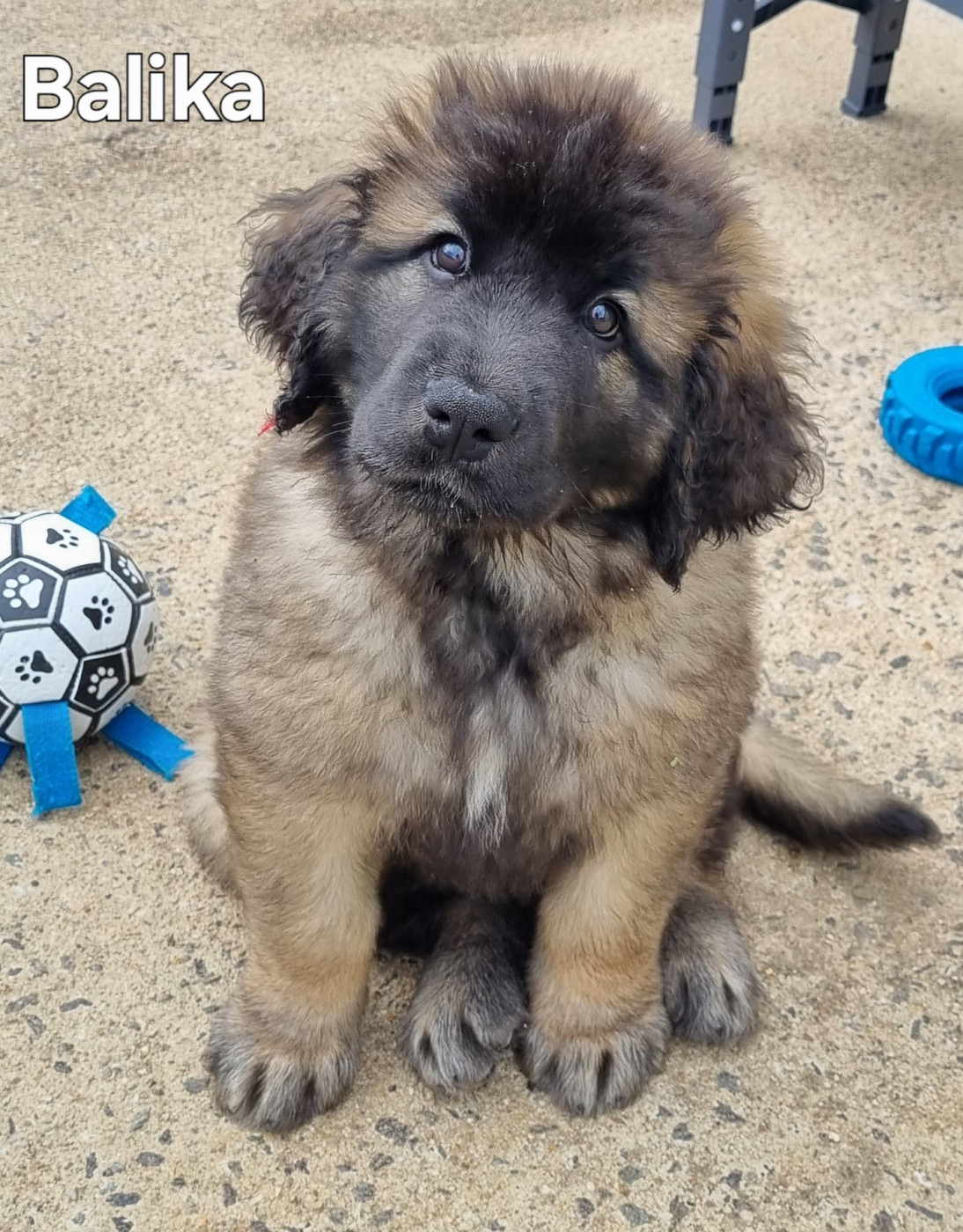 des Géants de l'Ange Blanc - Chiots disponibles - Leonberger