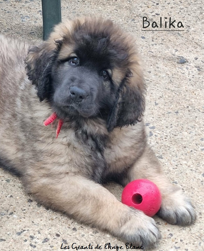 des Géants de l'Ange Blanc - Chiots disponibles - Leonberger
