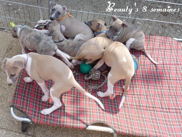 des Géants de l'Ange Blanc - Whippet - Portée née le 19/05/2013