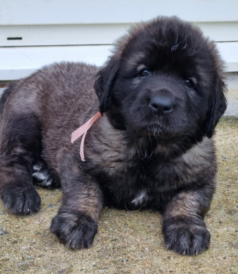 Bymbo - Fifille ruban rose