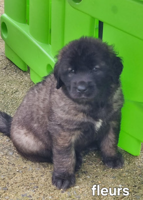 Bayka - Fifille ruban Fleurs