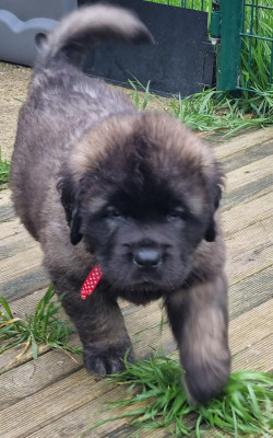 Boston - Garçon ruban rouge à pois