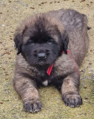 Belios - Garçon ruban rouge à tirets