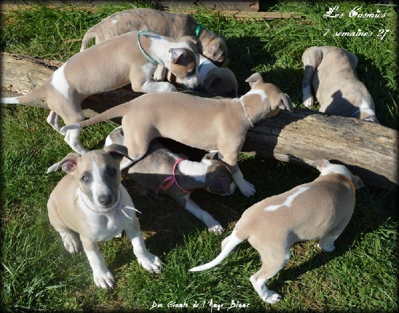 des Géants de l'Ange Blanc - Whippet - Portée née le 30/03/2015